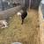 Sheep 3 thumbnail