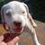 Adorable 5 thumbnail