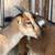 Mini LaMancha Doeling Pair 3 thumbnail
