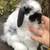 Holland Lop Bunny Rabbit - "Fluff" 3 thumbnail