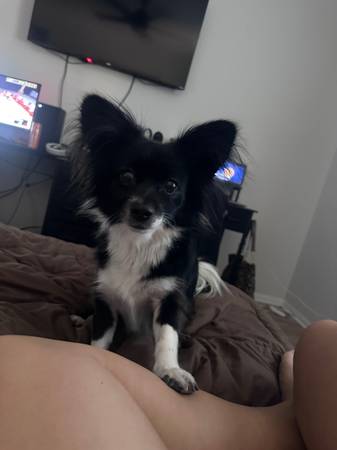 LOST DOG 1