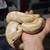 Banana Ball Python male 6 thumbnail