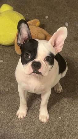 frenchie (spanaway)64314917712897123