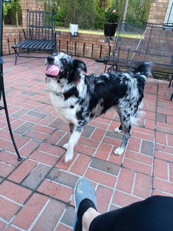 FULL BLOODED MERLE AUSSIE - MAVERICK - FREE! (Hubert)63619037325315122