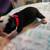 Boston Terrier Puppies 3 thumbnail