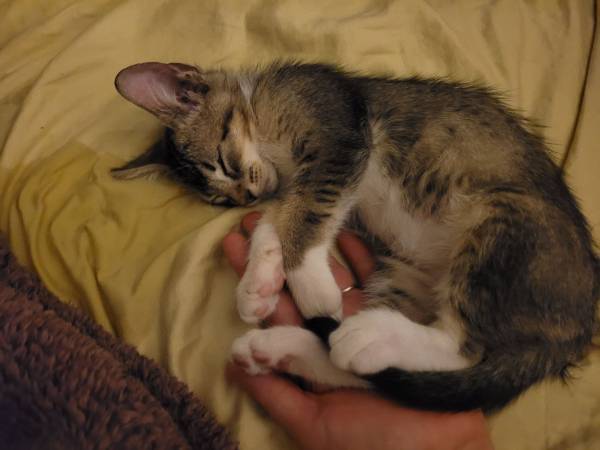 Tender kitten (Long Beach)63893601634946120