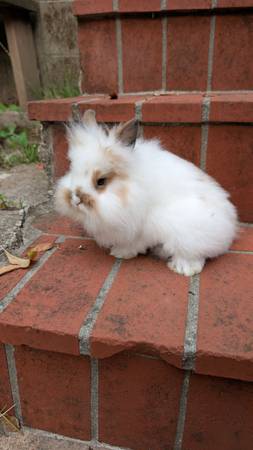 Conejitos Lionhead en Corralitos conejos conejo conejito (Libertad)64031023148033120