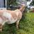 Nigerian Dwarf Buckling: great lines! 2 thumbnail