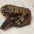 Ball python het clown 1 thumbnail