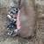 kune kune piglets 2 thumbnail