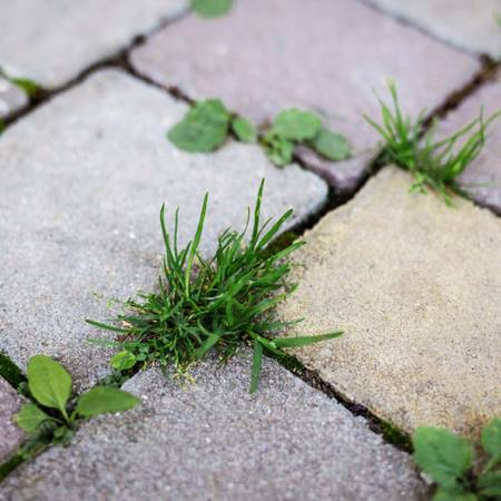 Help yard cleaning 1