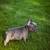 Blue Male Puppy French Bulldog 13 thumbnail