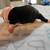 Boston Terrier Puppies 7 thumbnail