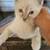 Barn mouser 1 thumbnail