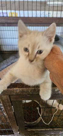 Barn mouser 1