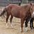 Horse 5 thumbnail