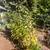 Ever bearing Raspberry plants 2 thumbnail