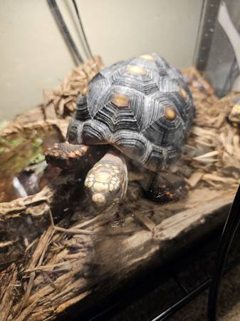 Tortugas de Pies Rojos Disponibles para Adopción (Chesapeake)63882831854595122