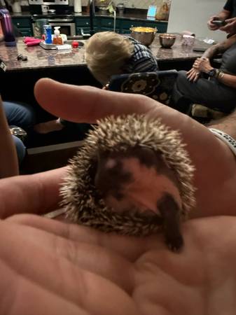 Baby hedgehog (Bapchule)63905906260098121