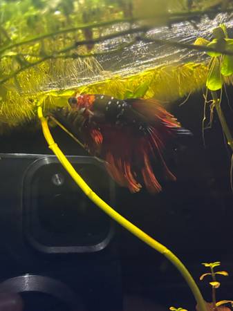 FREE betta fish (Slinger)64311826792579120