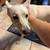 Found White Dog 1 thumbnail
