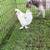 Rooster 6 thumbnail