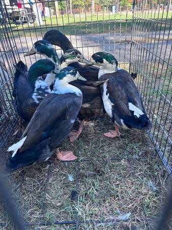 Ducks 1