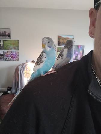 Parakeets63906250788610120