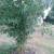 Bamboo plant 1 thumbnail