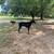 Male doberman pinscher at stud 4 thumbnail