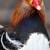 Mandarin ducks exotic wild waterfowl cold hardy! 12 thumbnail