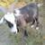 Wether goats 1 thumbnail