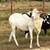 Sheep Ram 2 thumbnail