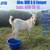 For Sale 100%NZ Kiko bucks 1 thumbnail