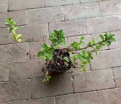 Mint Rooted Live Plant 1