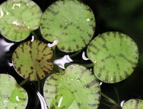 Variegated Frogbit Aquarium Plants 1