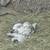 FIVE HENS. Standard & Bantam laying chickens/hens. 5 thumbnail