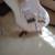 clarry guitar mint  condition strat style 3 thumbnail
