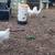 Chick's / Hatching Eggs 4 thumbnail