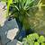 WATER IRIS LILY plumeria succulent aloe outdoor garden POND 5 thumbnail