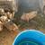 Pigs for sale 2 thumbnail