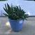 A pot of tiger tooth aloe succulents 1 thumbnail