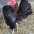 Serama hatching eggs 6 thumbnail
