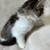 Kitten 3 thumbnail