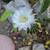 5 gal Large Easter Lilly Cactus 11 thumbnail