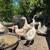 Chinese Goose – Perfect For Table Food or Pets! Each 4 thumbnail