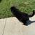 German shep pups 7 thumbnail