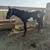 For sale: 2025 draft cross foals 3 thumbnail