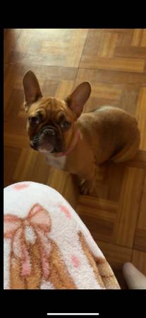 Perra bóxer francesa (Las Cruces)63834020564609121
