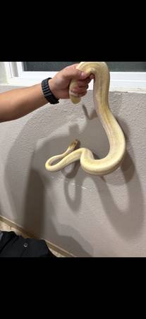 Ball python 1